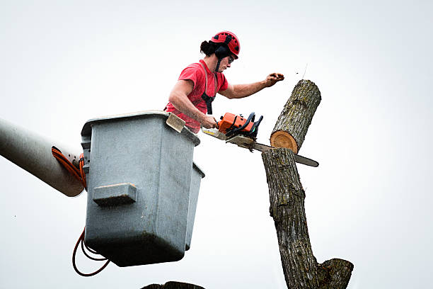 How Our Tree Care Process Works  in  South San Francisco, CA